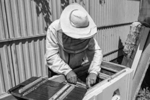 geflügelte Biene fliegt langsam zum Imker und sammelt Nektar auf privatem Bienenstand foto