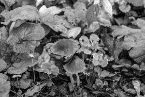 Fotografie zu Thema groß schön giftig Pilz im Wald auf Blätter Hintergrund foto