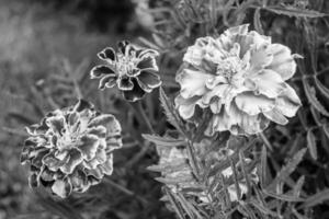 feine wild wachsende Ringelblume Calendula auf Hintergrundwiese foto