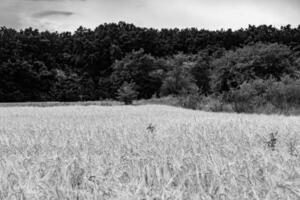 Fotografie zum Thema großes Weizenfeld für die Bio-Ernte foto