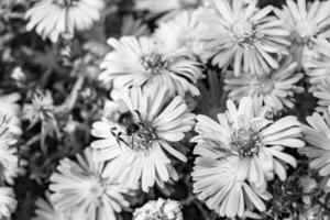 schöne wilde Blume geflügelte Biene auf der Hintergrundlaubwiese foto