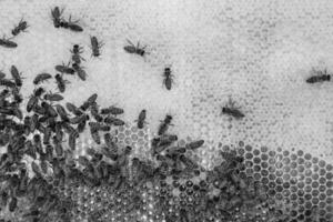 abstrakte Sechseckstruktur ist mit Bienenwabe gefüllt, gefüllt foto