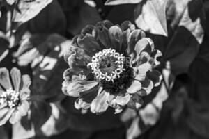 schöne wild wachsende blume zinnia elegans auf der hintergrundwiese foto