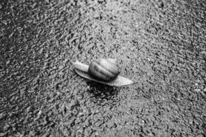 große Gartenschnecke im Gehäuse kriecht auf nasser Straße, beeil dich nach Hause foto