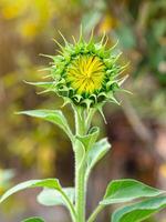 Nahansicht von Grün jung Sonnenblume Knospe Vor Blühen mit Natur Hintergrund. Raum zum Text foto