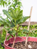 Nahansicht von ein Feige Baum gepflanzt im Zimmerpflanze im das tropisch Garten. Konzept von gesund Obst foto