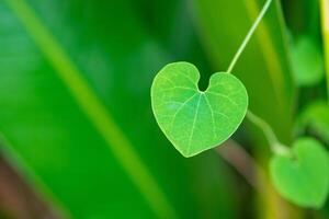 Nahansicht von Grün Blatt herzförmig mit Natur Hintergrund. Valentinstag Tag Konzept foto