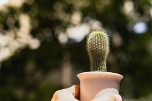 Nahansicht von Hand halten ein klein Kaktus Blume Topf mit verschwommen Hintergrund. foto