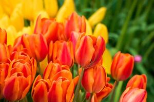 Feld von hellen frischen Tulpen. Frühlingsfest der Blumen. foto