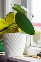 Frau im Gelb Gummi Handschuhe ist Gartenarbeit. foto