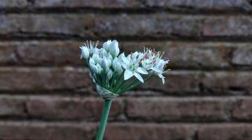 Nahansicht von ein Blume von ein Knoblauch Pflanze gegen ein Backstein Mauer foto