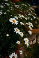 Gänseblümchen im hell Licht, Textur, Hintergrund foto