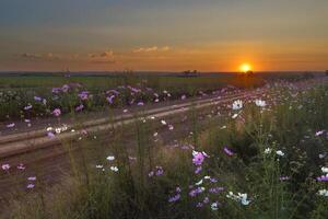 Rosa und Weiß Kosmos Blumen beim Sonnenuntergang foto