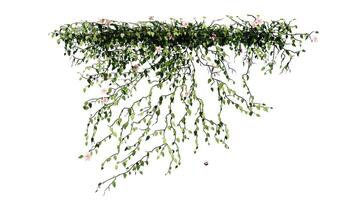 Pflanze und Blume Ranke Grün Efeu Blätter tropisch hängend, Klettern isoliert auf transparent Hintergrund foto