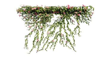 Pflanze und Blume Ranke Grün Efeu Blätter tropisch hängend, Klettern isoliert auf transparent Hintergrund foto