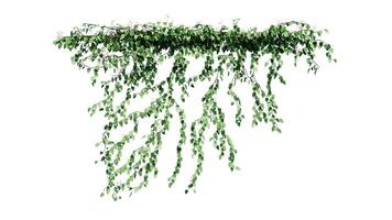 Pflanze und Blume Ranke Grün Efeu Blätter tropisch hängend, Klettern isoliert auf Weiß Hintergrund foto