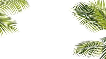 Sommer- tropisch Palme Blätter. exotisch Palmen Baum. Weiß Hintergrund foto
