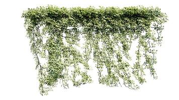 Pflanze und Blume Ranke Grün Efeu Blätter tropisch hängend, Klettern isoliert auf Weiß Hintergrund foto
