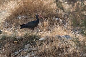 Nord kahl ibis im ein Wiese, gerontikus Eremita, Truthahn foto