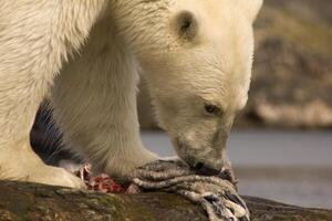 Polar- tragen, ursus Maritimus, Fütterung auf ein Siegel Karkasse, Taste Inseln, Labrador, Kanada foto