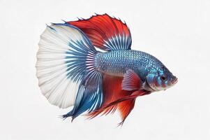 ai generiert ein Siamese Kampf Fisch mit ein Weiss, Rot, und Blau Farbe planen Schwimmen auf Weiß Hintergrund. ai generativ foto