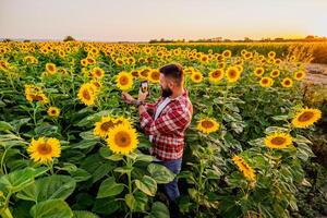 Farmer ist Stehen im seine Sonnenblume Feld welche ist im Blüte. er ist Prüfung Fortschritt von das Pflanzen. foto