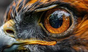 ai generiert Nahansicht von Adlers Auge. Makro von Falken Auge. foto
