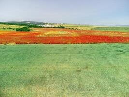 Feld von rot Mohnblumen in der Nähe von zu Grün Weizen Feld. Antenne Sicht. schön Feld scharlachrot Mohnblumen Blumen mit selektiv Fokus. rot Mohnblumen im Sanft Licht. Lichtung von rot Mohn. Papaver sp. niemand foto