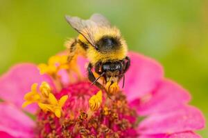 Hummel auf ein Blume Makro. Hummel sammelt Blume Nektar.. foto