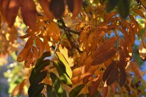 gelb-grün-rot Blätter von Berg Asche im Herbst im das Strahlen von das Rahmen Sonne. schön bunt Herbst Blätter. foto