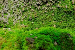 schließen oben von Moos Textur im Regenwald foto