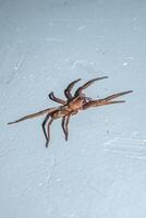 Spinne asthenoctenus Borellii auf ein Mauer Innerhalb ein Haus im Córdoba, Argentinien. foto