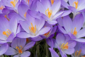 Makro Nahansicht von Krokus blüht foto