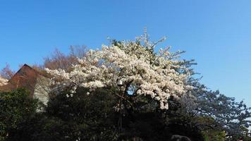 weiße Kirschblüten. Sakura-Bäume in voller Blüte in Meguro Ward Tokyo Japan foto