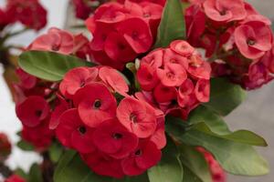 schließen oben von rot Krone von Dornen oder Euphorbia Milli foto