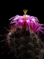 Mammillaria Benneckei, ein Art von Kaktus mit Haken Stacheln Dort ist ein knollig Vermehrung. Büschel zusammen in ein Gruppe. Blühen Blumen sind Rosa Kaktus Blumen. foto