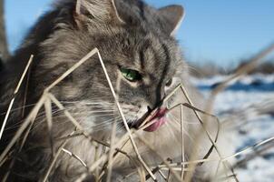 Porträt von Katze Lecken es ist Nase draußen im Winter, Nahansicht. flauschige sibirisch Katze mit Grün Augen foto