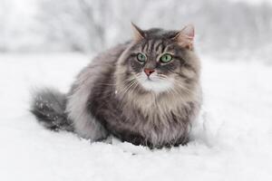 Katze Sitzung im ein Schneewehe. grau flauschige Katze suchen aus, Winter schneebedeckt Wald. sibirisch züchten. foto