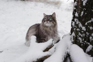 Porträt von ein flauschige Katze Sitzung im das Winter Wald. grau Katze von sibirisch Rasse mit Grün Augen auf ein gehen foto