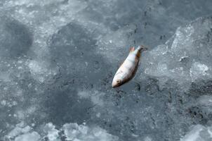 klein frisch Fisch Lügen auf Eis, oben Sicht. Winter Angeln fangen, Kopieren Raum foto