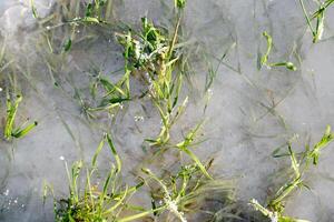 Grün Gras im Eis. Morgen Fröste. Winter Hintergrund, Kopieren Raum. foto