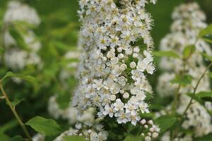 Weiß blühen Strauch Hintergrund. Spiraea Busch von das Sanft Weiß Blumen unter das Frühling Sonne foto