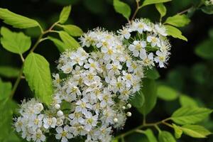 Weiß blühen Strauch Hintergrund. Spiraea Busch von das Sanft Weiß Blumen unter das Frühling Sonne foto