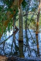 schön Reflexionen von Baum Geäst und bellt im das See beim athalassa foto