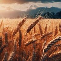 ai generiert golden Weizen Felder beim Sonnenaufgang, der Natur Lizenzgebühren foto