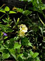 Ganges Primel oder Asystase Ganges Blumen hat gelblich Weiß Farbe. foto