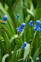 schließen oben von Blau Moscari Blumen im das Garten im Frühling auf ein sonnig Tag foto