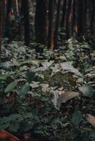 erkunden sentul bogor spektakulär Wasserfälle und Wald Wanderwege. ein Wandern Abenteuer mit freunde im gunung Pancar. atemberaubend Fotografie - - wunderbar Indonesien foto