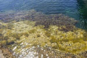 natürlicher Hintergrund mit Blick auf Algen unter Wasser foto