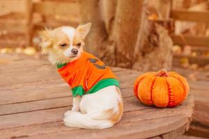 ein weißer Chihuahua-Hund mit einem Kürbis. Halloween und Tiere. foto